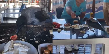 Antalya’da karga kahvaltıya eşlik etti