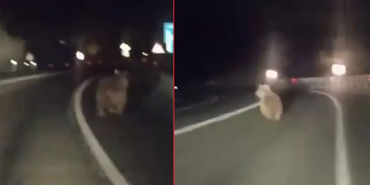 Uludağ’ın eteklerinde bir ayı karayoluna indi