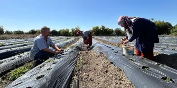 Hatay’da 34 bin çilek fidesi dikildi
