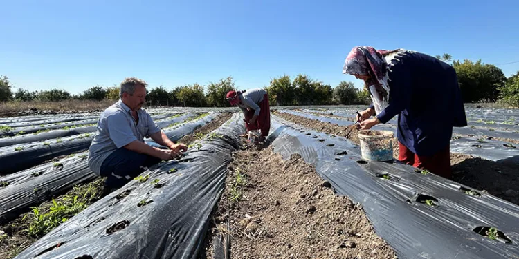 Hatay’da 34 bin çilek fidesi dikildi