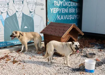 176 sokak köpeği bekçi oldu