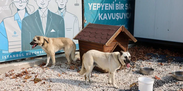 176 sokak köpeği bekçi oldu