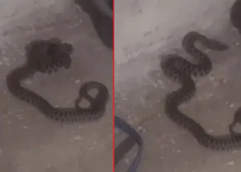 Elazığ’da kadının yılanla sohbeti gülümsetti