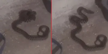 Elazığ’da kadının yılanla sohbeti gülümsetti