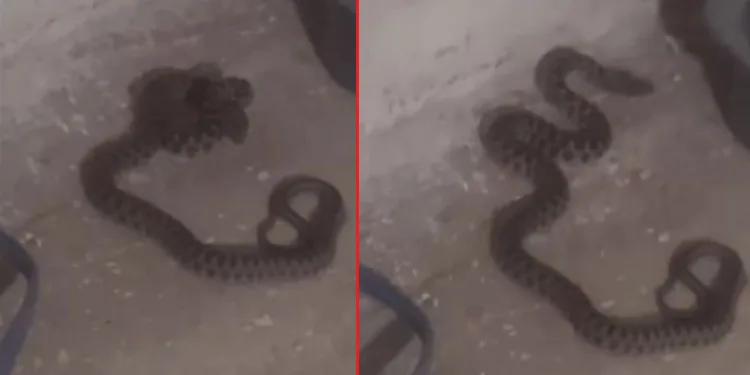 Elazığ’da kadının yılanla sohbeti gülümsetti