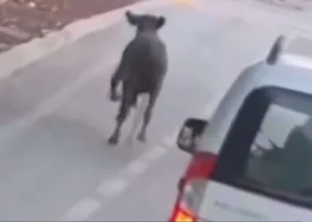 Firari dana trafikte araçlarla birlikte seyretti