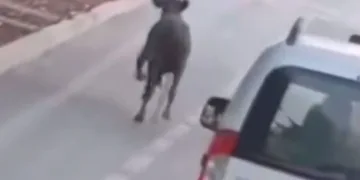 Firari dana trafikte araçlarla birlikte seyretti