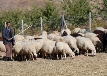 Aylık 70 bin ve 30 GB internete çalıştıracak çoban bulamıyor