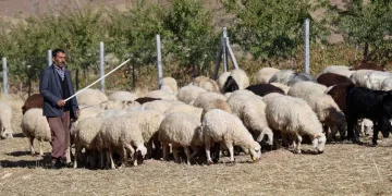Aylık 70 bin ve 30 GB internete çalıştıracak çoban bulamıyor