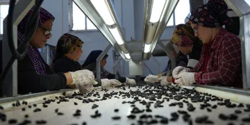 ‘Horoz karası üzümünün sofralara yolculuğu başladı