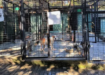 Ata saldıran köpek yakalandı