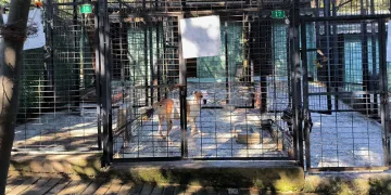 Ata saldıran köpek yakalandı