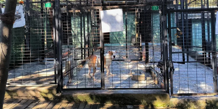 Ata saldıran köpek yakalandı