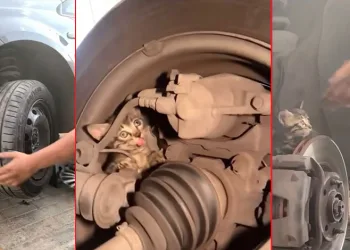 Bursa’da yavru kedi seferberliği