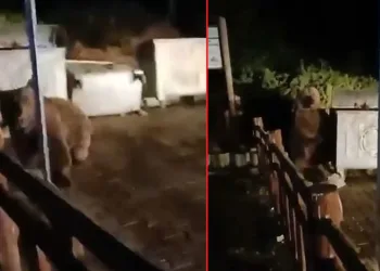 Bursa’da ayının saldırısından son anda kurtuldu
