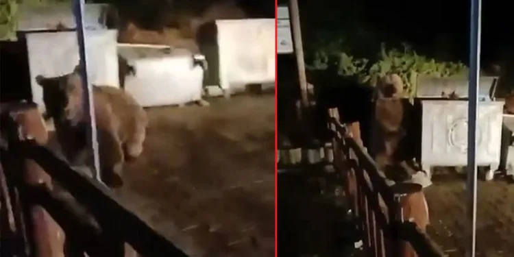 Bursa’da ayının saldırısından son anda kurtuldu