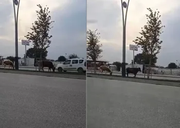 Bursa’da inekler firarda
