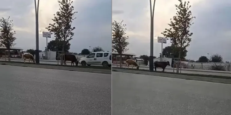 Bursa’da inekler firarda