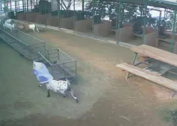Başına çuval geçen keçi, diğer keçilere kabus oldu