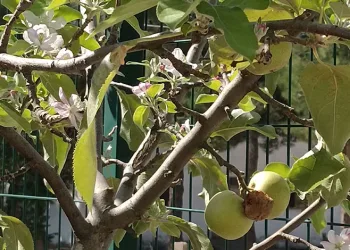 Dallarında meyvesi olan ağaç tekrar çiçek açtı