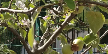 Dallarında meyvesi olan ağaç tekrar çiçek açtı
