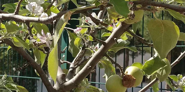Dallarında meyvesi olan ağaç tekrar çiçek açtı