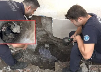 Bursa’da yavru kedi operasyonu