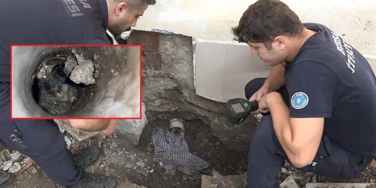 Bursa’da yavru kedi operasyonu