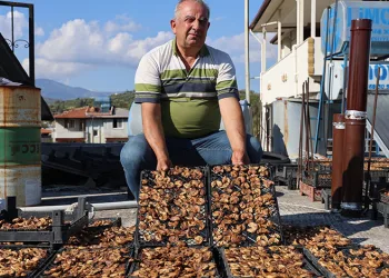 Çiftçinin domuzlardan kurtarabildiği kuru incir, 300 ila 350 TL arasında alıcı buluyor