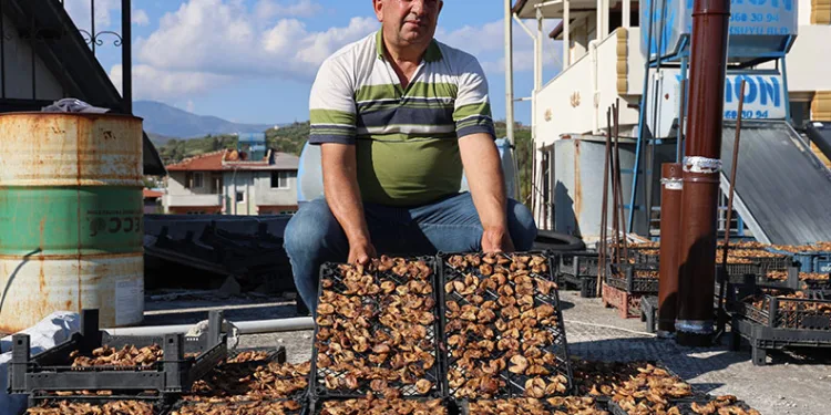 Çiftçinin domuzlardan kurtarabildiği kuru incir, 300 ila 350 TL arasında alıcı buluyor