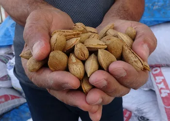 Kayısıya alternatif olarak yetiştirdiği bademlerden yüksek verim elde etti