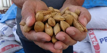 Kayısıya alternatif olarak yetiştirdiği bademlerden yüksek verim elde etti