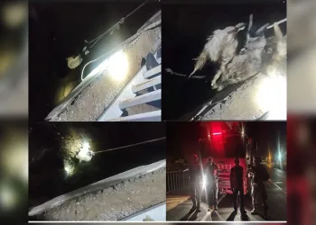 Zap Suyu’nda nefes kesen oğlak kurtarma operasyonu