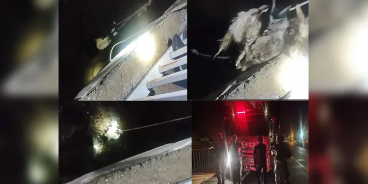 Zap Suyu’nda nefes kesen oğlak kurtarma operasyonu