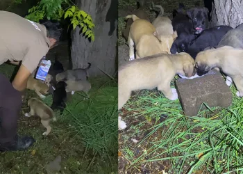 Köpekleri doyuran bekçiler yürekleri ısıttı