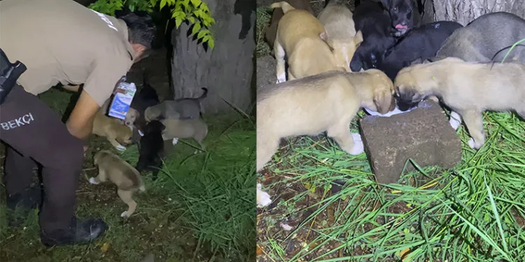 Köpekleri doyuran bekçiler yürekleri ısıttı