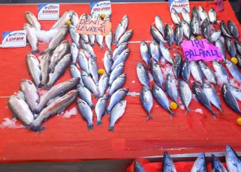 Palamut fiyatları 150 liraya yükseldi