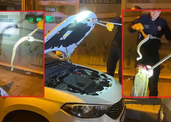 Bursa’da seyir halindeki aracın kaputundan yılan çıktı