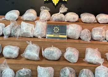 Şanlıurfa’da 23 kilo skunk ele geçirildi