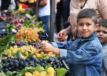 Osmangazi’nin en güzel üzümleri seçildi
