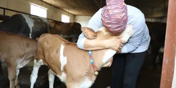 Tek başına 20 büyükbaş hayvana bakıyor