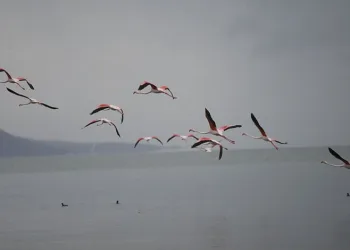 Flamingolardan İznik Gölü’nde görsel şölen