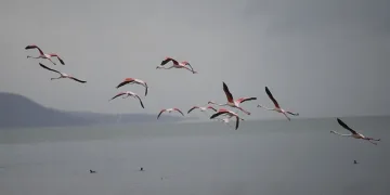 Flamingolardan İznik Gölü’nde görsel şölen
