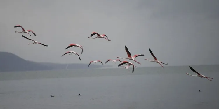 Flamingolardan İznik Gölü’nde görsel şölen