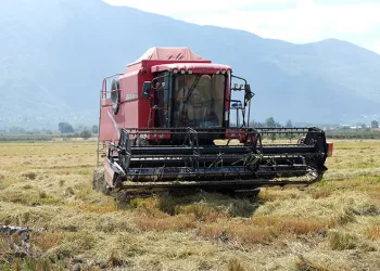 Bursa’da çeltik hasadı başladı