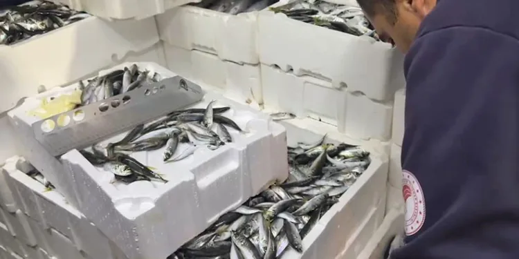 100 kilo istavrit ve 14 kilo lüfere el konuldu