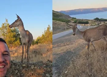 Doğaya bırakılan kızıl geyik, vatandaşlara kendini sevdirdi