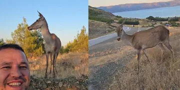 Doğaya bırakılan kızıl geyik, vatandaşlara kendini sevdirdi