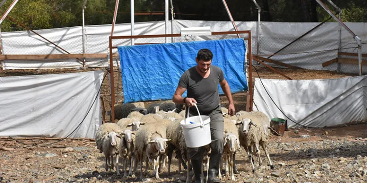 Bursa’da girişimci, et verimi yüksek yeni koyun ırkı geliştirdi
