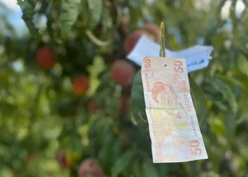 Bursa’da şeftali ağacına asılan not kalpleri ısıttı